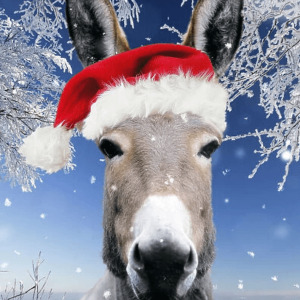 Donkey Rides on Donkey Day (*TIMED SLOTS*) banner image