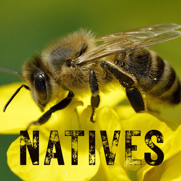NATIVES &ndash; Saving Scotland's Original Honey Bees banner image