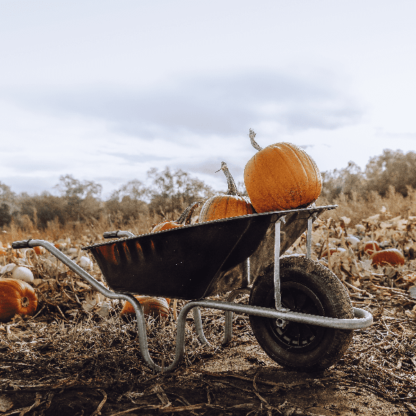 PYO Pumpkins banner image