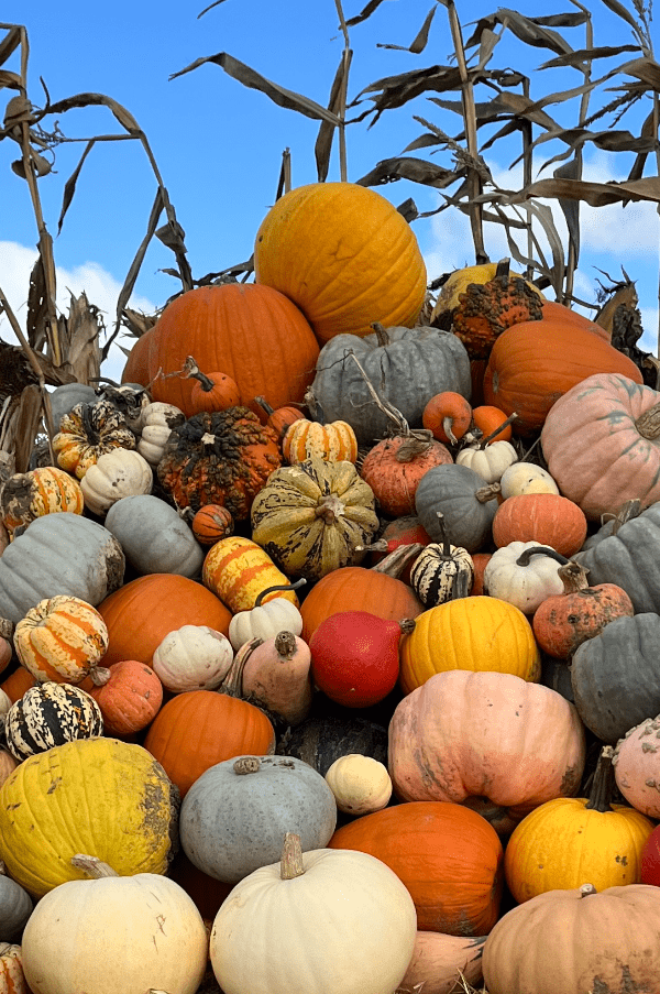 PYO Pumpkins Weekends and Half-Term Sessions, from PYO Pumpkins
