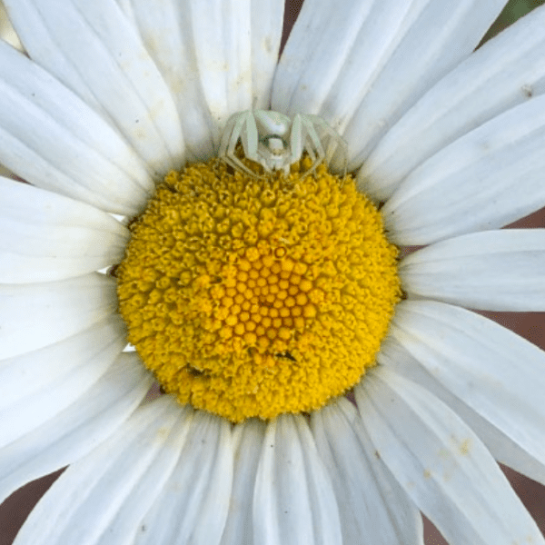 Wildlife Gardening: What Really Works &mdash; with Jane &amp; Steve Page banner image