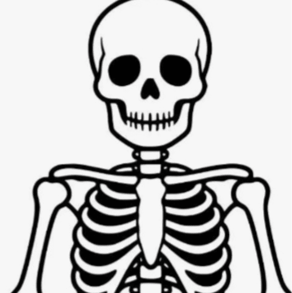 The skeletal system. Mixed ability Science club banner image