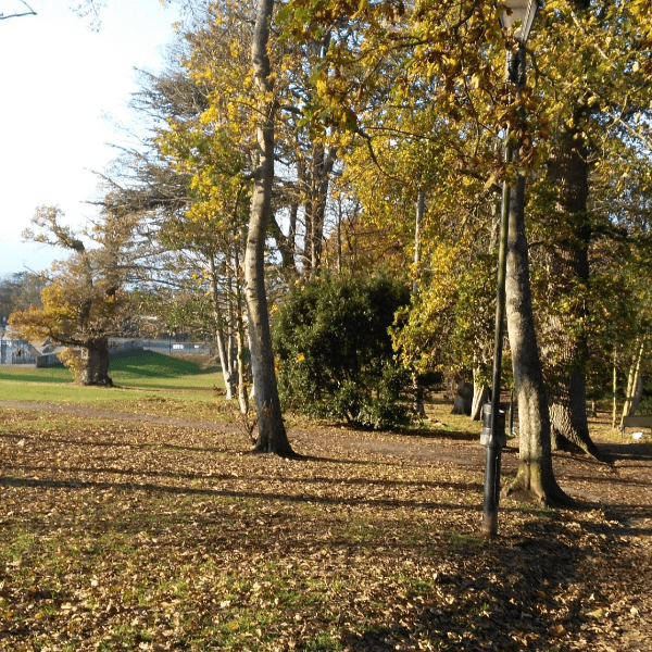 Wellbeing Walk in Nature banner image