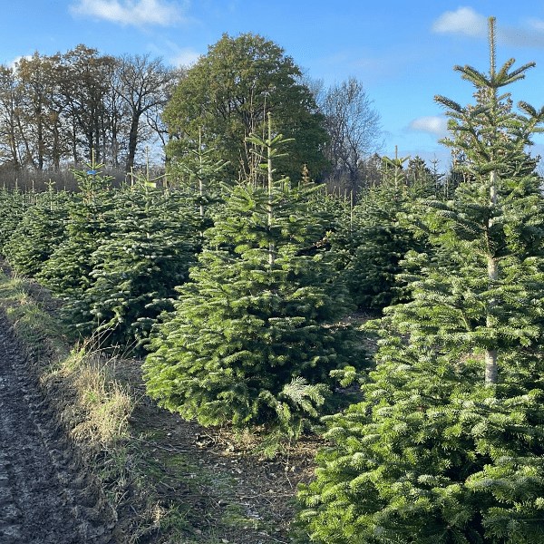 Into the Plantation We Go 🎄 banner image