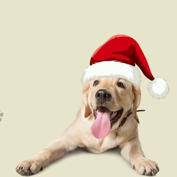 Paws &amp; Claus Nairn Festive Dog Show banner image