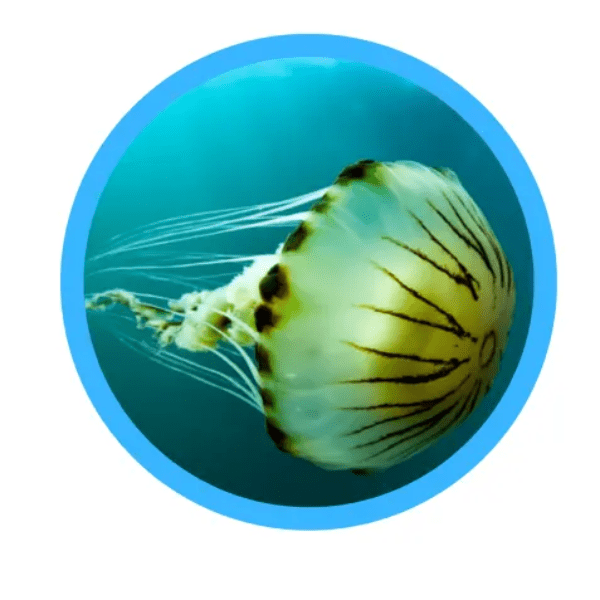 The extraordinary marine life of Swansea &amp; Gower banner image