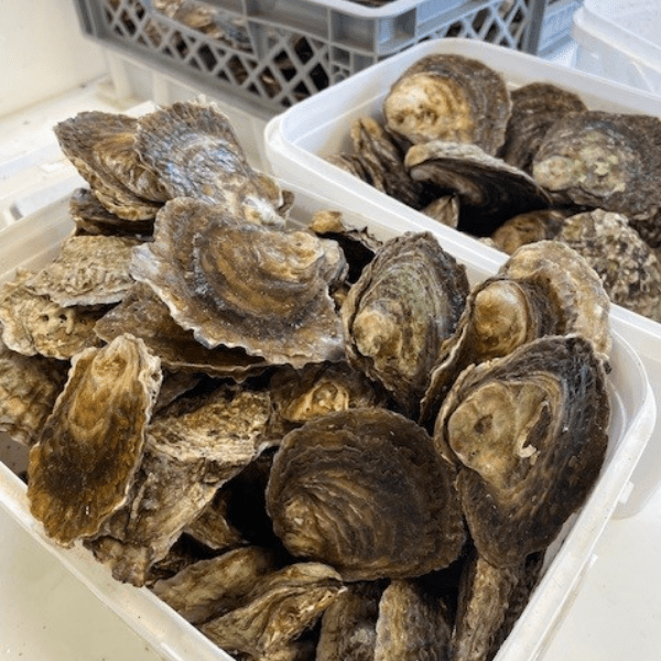 Harbour Oysters 'Oyster Scrub', Littlehampton - 11:00-13:00 banner image