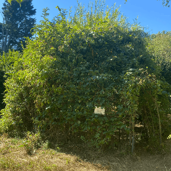 Threshold : Doorways into Nature and Psyche. banner image