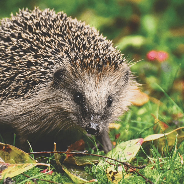 FREE - Wildlife Home Making Workshop banner image