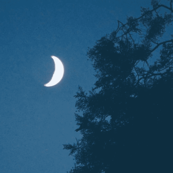 Good Morning, Midnight banner image