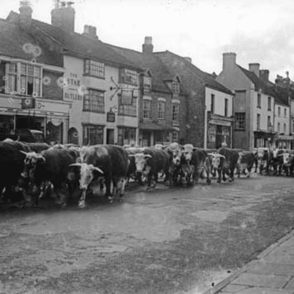Newport Central Heritage Walk: From Medieval Town to Modern Newport banner image