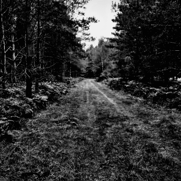 🌔 Midwinter 7K Forest Social Run banner image