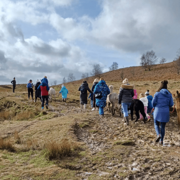 Bradford Libraries &amp; Altreka - Alpaca Wellbeing Trek - Baildon Moor Nature Reserve banner image