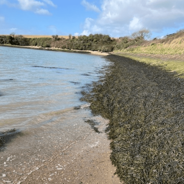 Life on the Edge Walks Series (20) &ndash; Charleton Marsh &amp; Frogmore Creek (estuaries) banner image