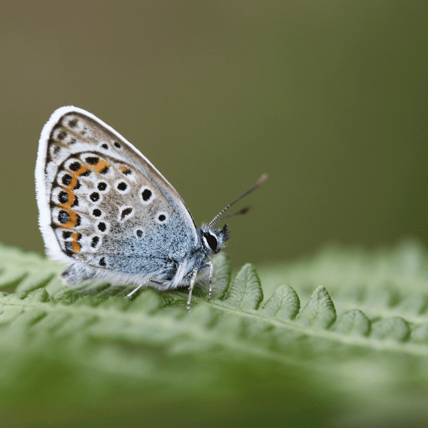 Life on the Edge Walks Series (24) &ndash; Prawle Point Loop (invertebrates &amp; wildflowers) banner image