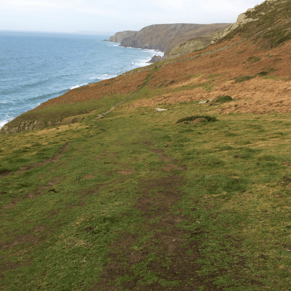 Life on the Edge Walks Series (23) &ndash; Soar Mill Cove Loop (birds) banner image