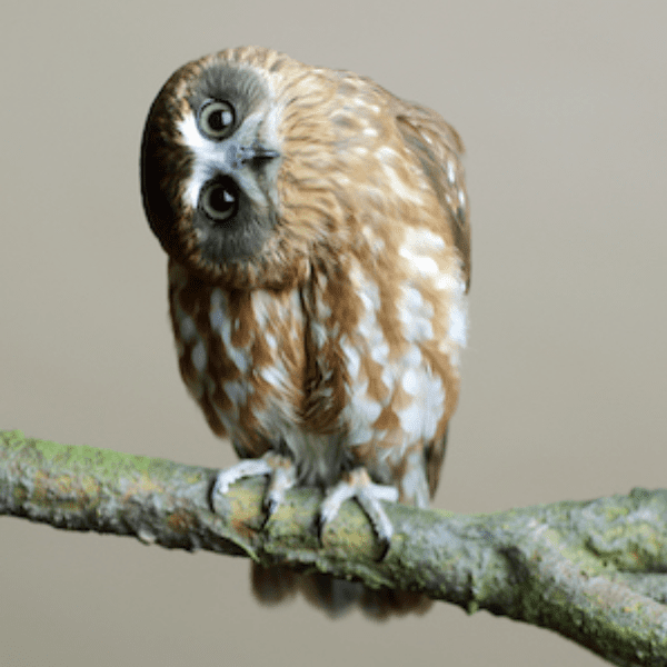 An Evening with Owls banner image