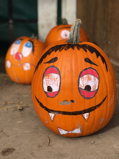 Bellis' Pick Your Own Pumpkins and Spooky Maize Maze 2026 banner image