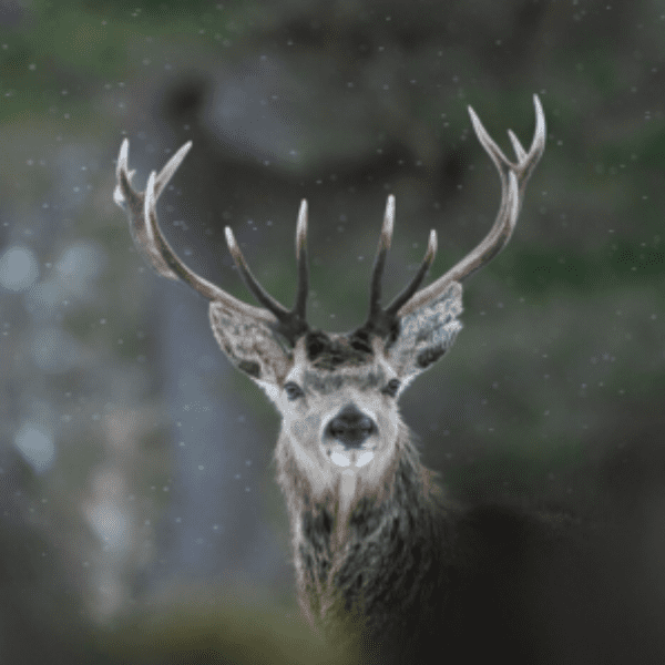 Films from the Landscape | Lakes Deer Fest