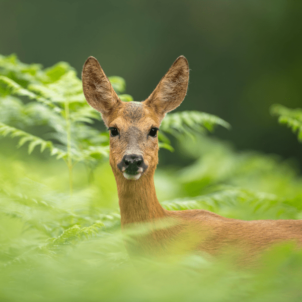 Discover Deer and the Lake District Landscape | Lakes Deer Fest