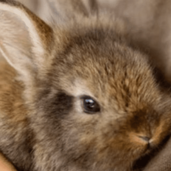 Animal Handling with Science Buddies banner image