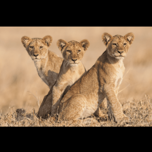 Will Burrard-Lucas - Wildlife photography banner image