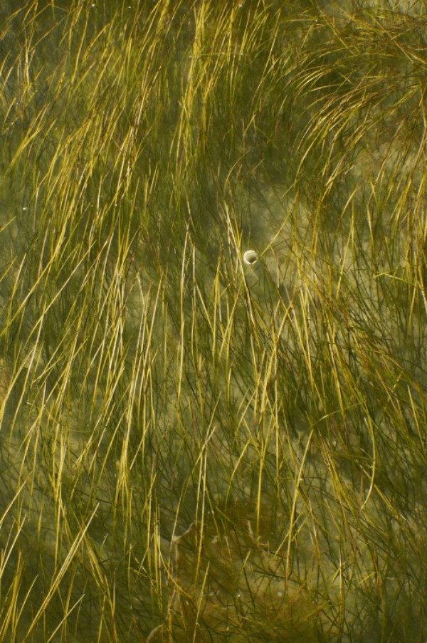 Seagrass Project walk and talk on Sea Grass in Gower and the Burry ...