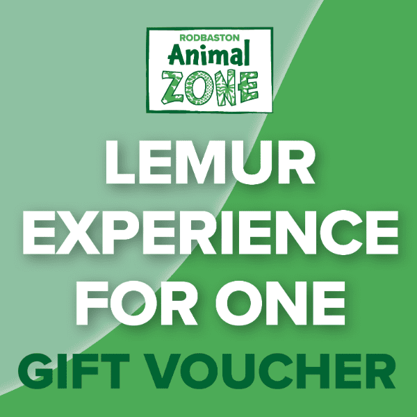 Lemur Experience For One - Gift Voucher banner image
